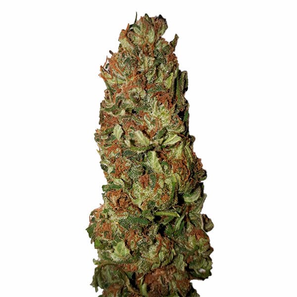 Lemon Pie CBD+ > CBD+ Buds | CBD cannabis seeds  |  Sativa